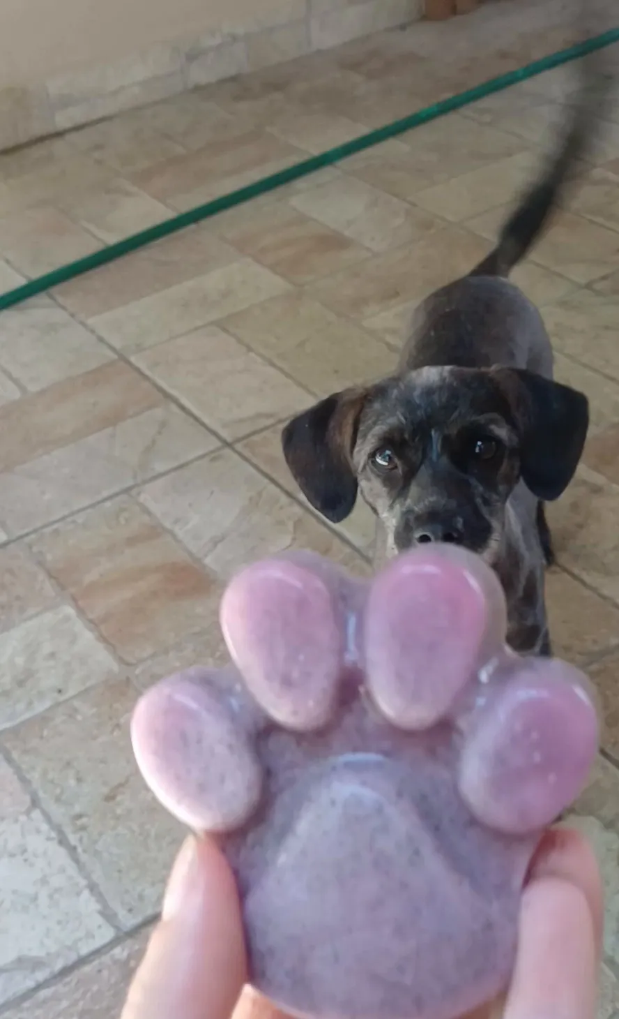 Picolé em forma de pata com um cão esperando atrás