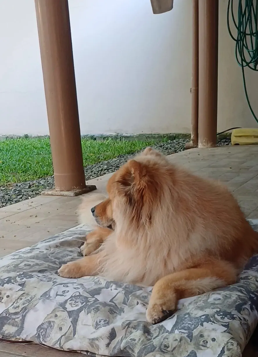 Cão de pelo laranja descansando numa caminha na área coberta