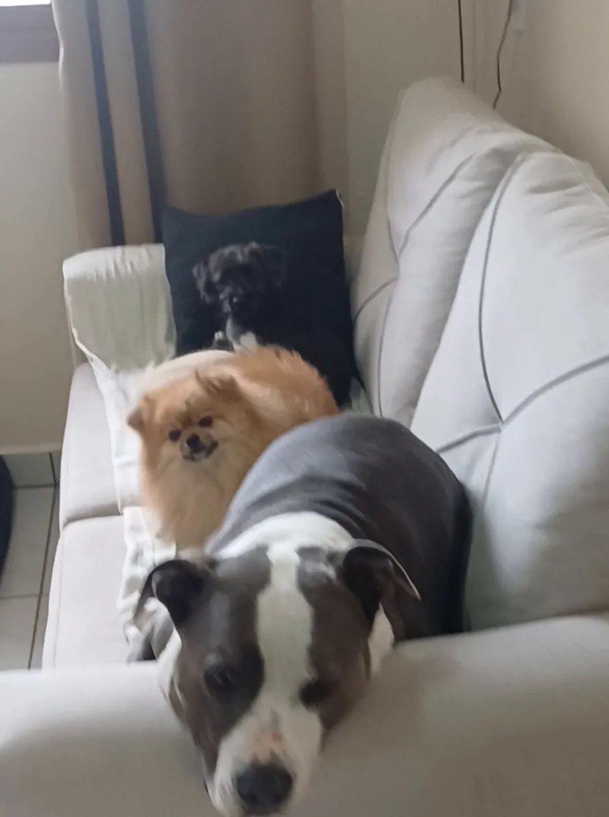 Cães descansando no sofá da sala, dentro da casa