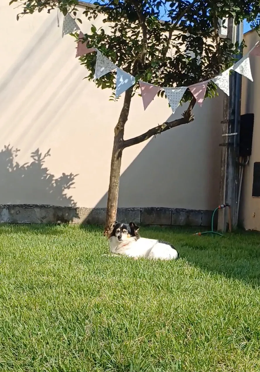 Cão descansando à sombra no gramado da casa