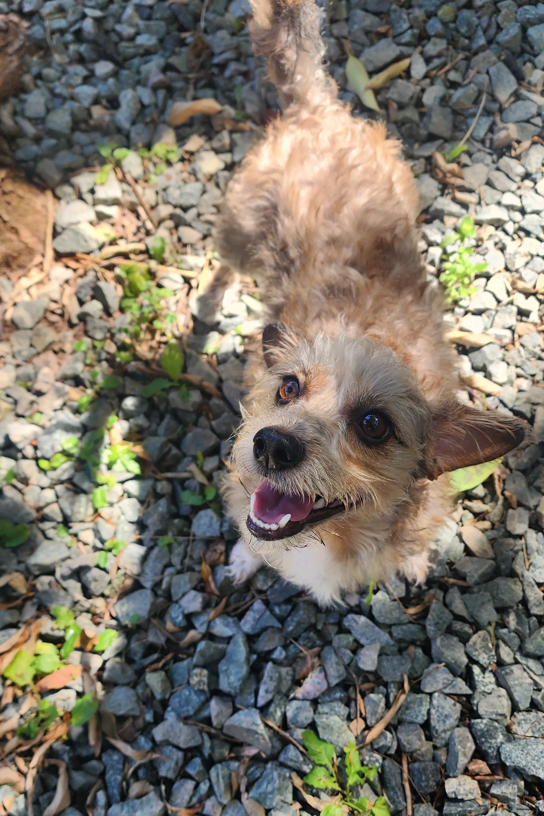 Cão pequeno de pelo apricot olhando para a câmera