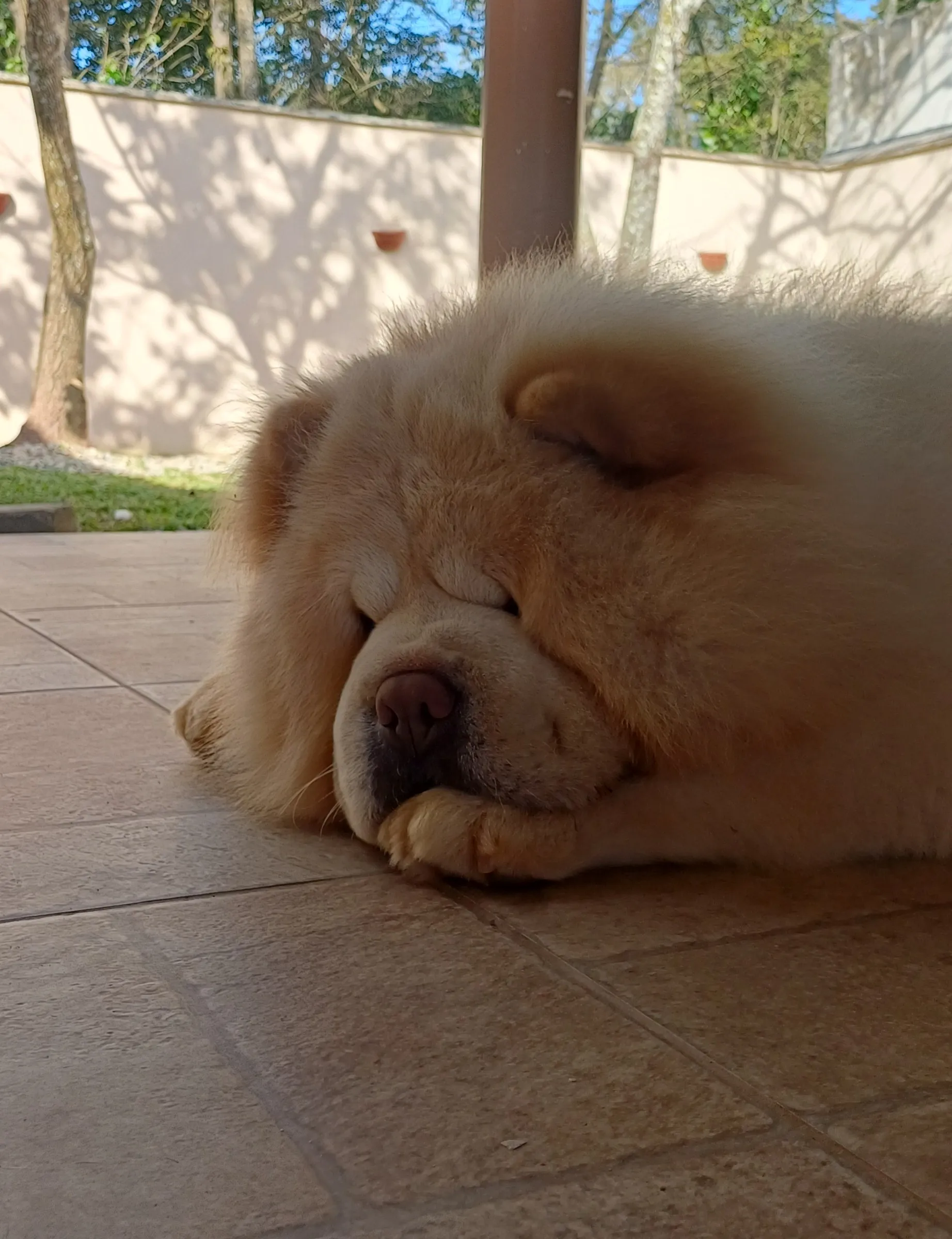 Chow chow creme dormindo na área coberta
