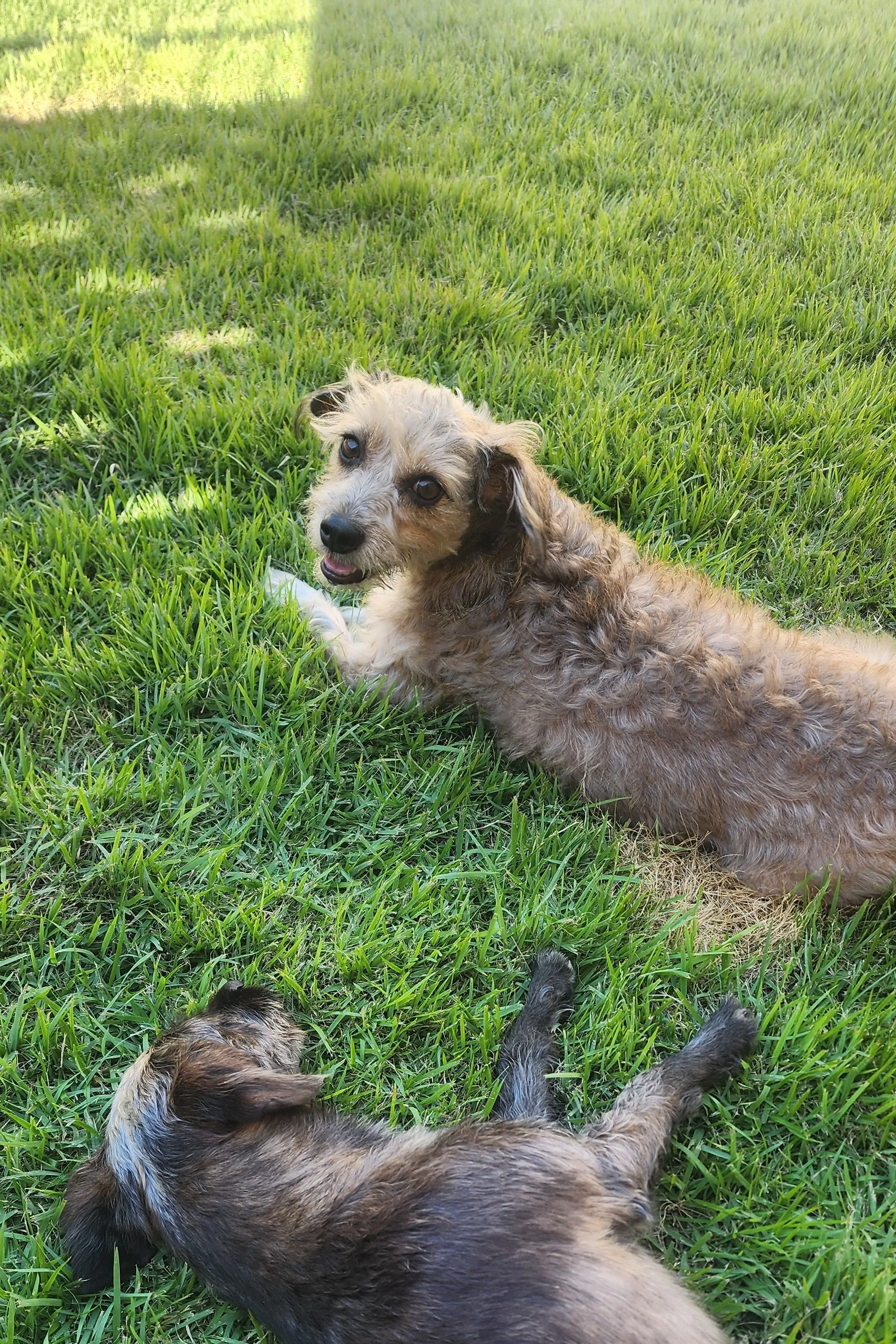 Dois cães hospedados deitados no gramado da casa