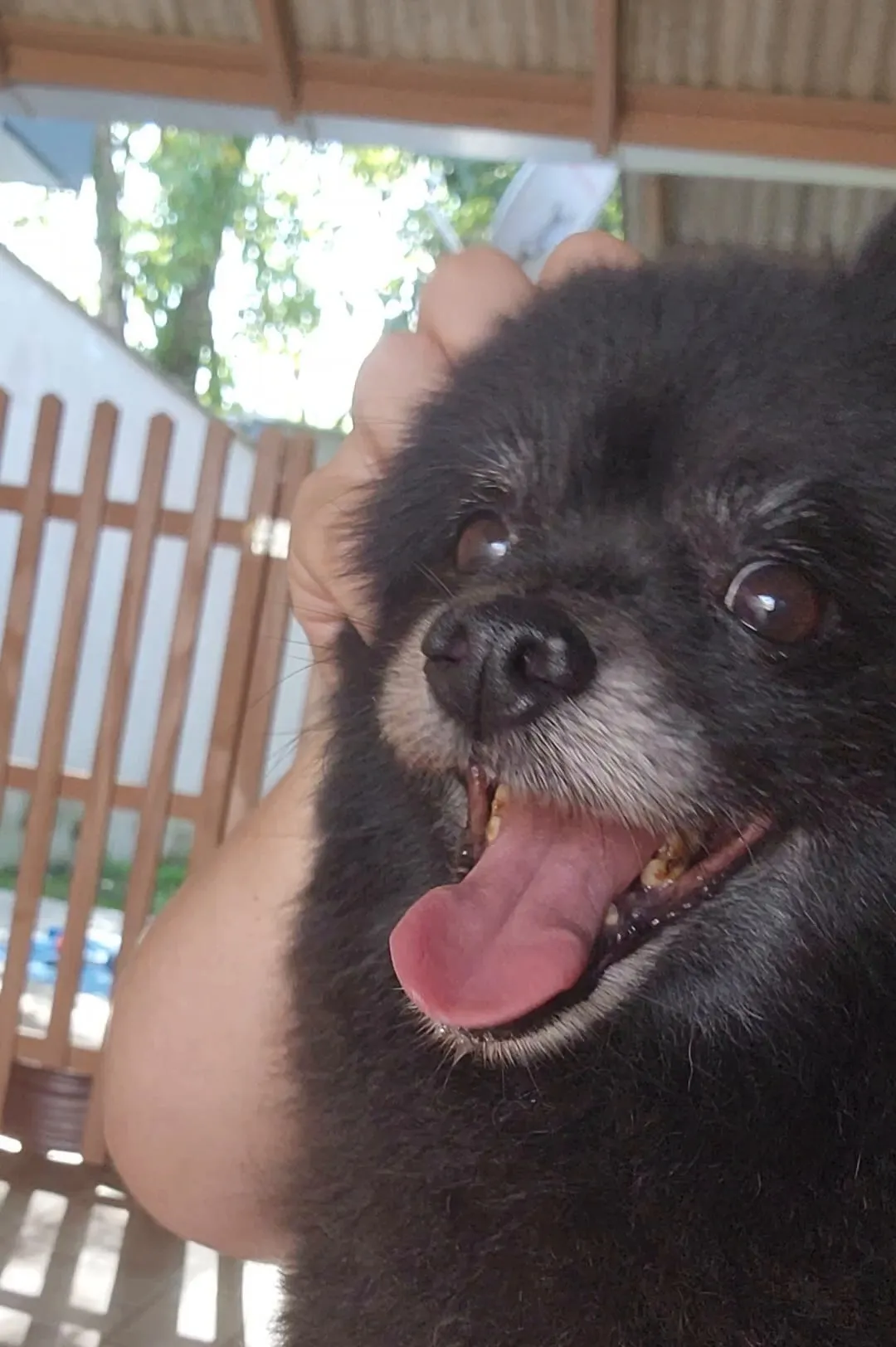 Lulu da pomerânia preto recebendo carinho