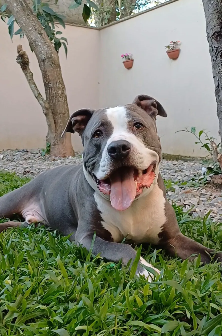 Pit bull cinza e branco deitado no gramado