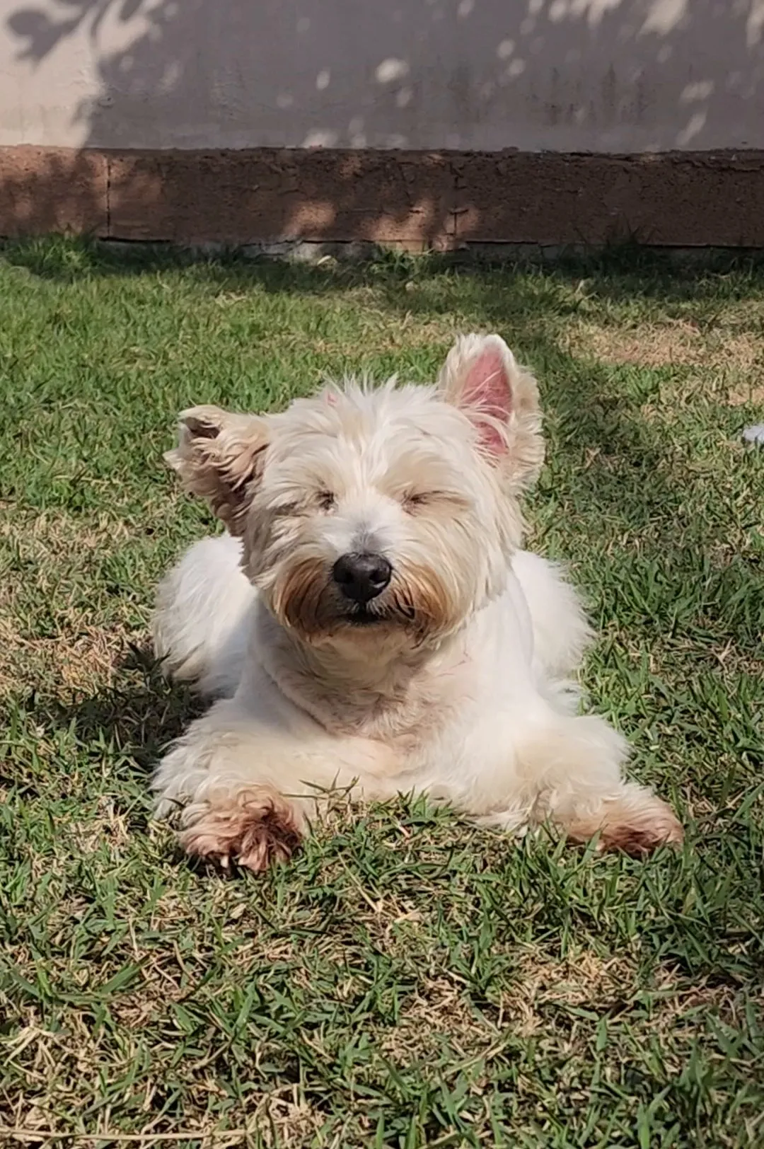 West highland white terrier deitado no gramado