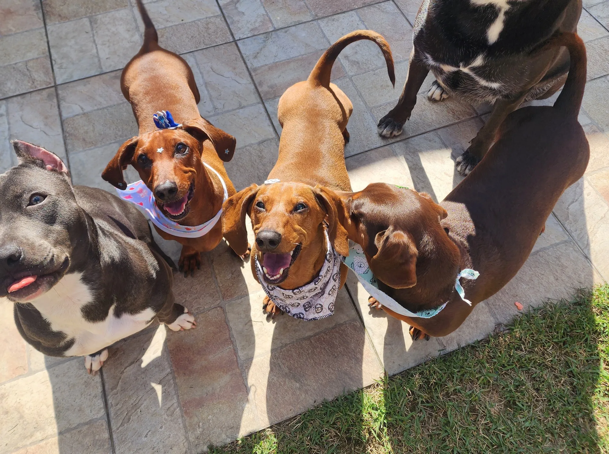 Quatro cães hospedados — um pit bull cinza e três dachshunds de bandana — olhando para cima no pátio da Casa da Tia Fer