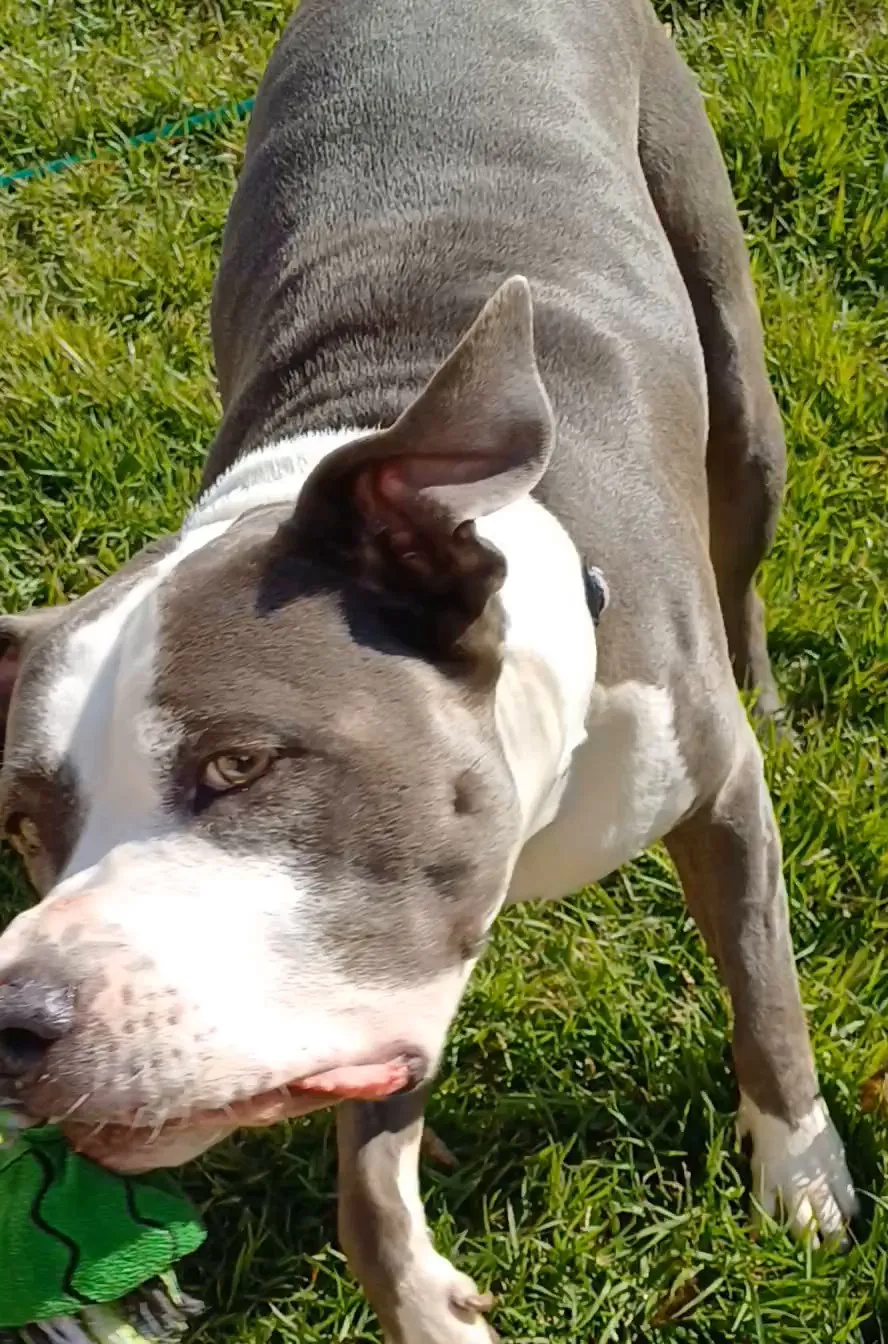 Cabo de guerra com corda entre a responsável e um pit bull
