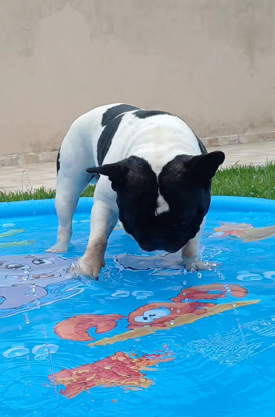 Buldogue francês brincando na piscina inflável